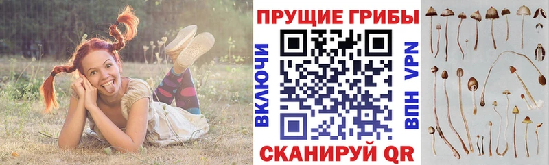 блэк спрут ссылки  цена   Пикалёво  Псилоцибиновые грибы мицелий 